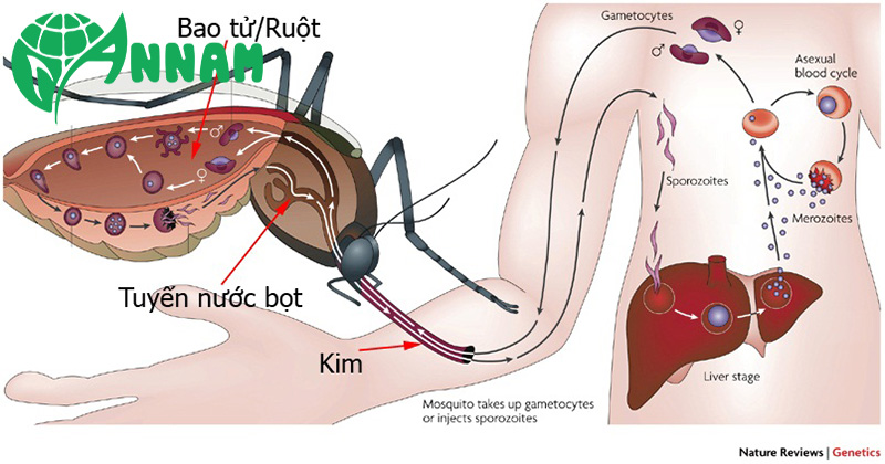 muỗi gây bệnh