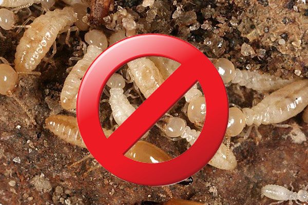 Thuốc chống mối