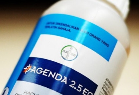 Thuốc diệt mối hiệu quả