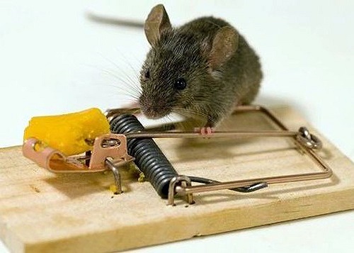 Thuốc diệt chuột giá rẻ