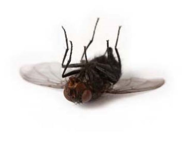 thuốc diệt ruồi hiệu quả