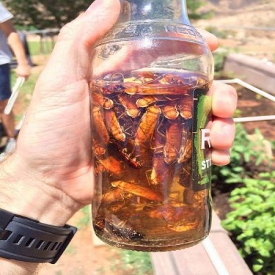 Cách diệt gián hiệu quả