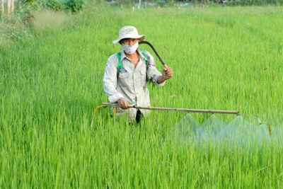 Cách diệt muỗi hành hiệu quả