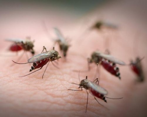 cây ăn thịt côn trùng