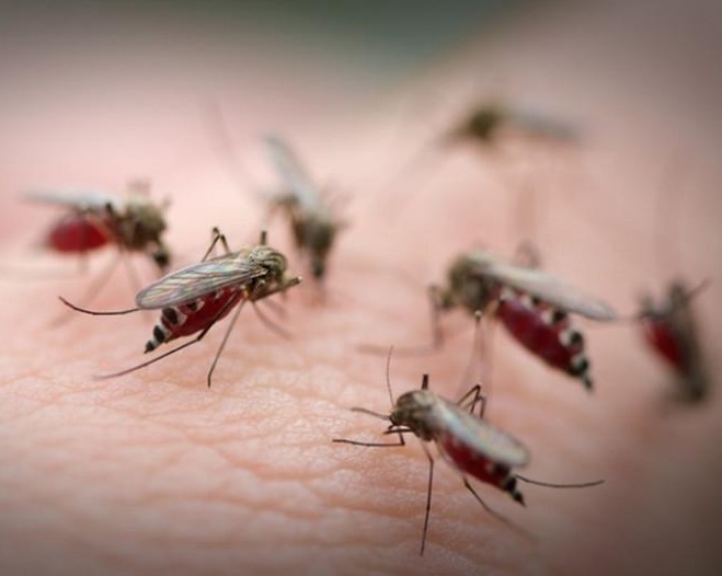 cây ăn thịt côn trùng