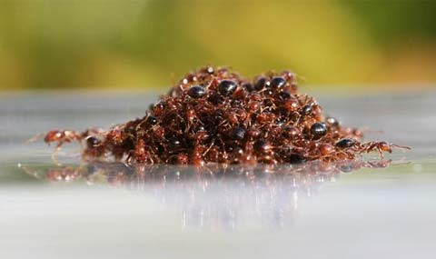 Thuốc diệt kiến lửa