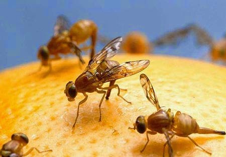 thuốc diệt ruồi vàng