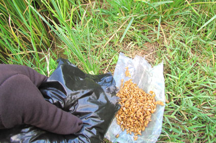 bả chuột không độc