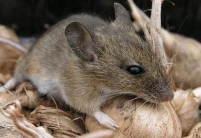 cách đuổi chuột chù ra khỏi nhà