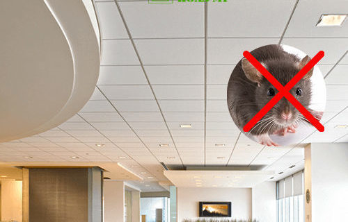Cách đuổi chuột trên trần nhà