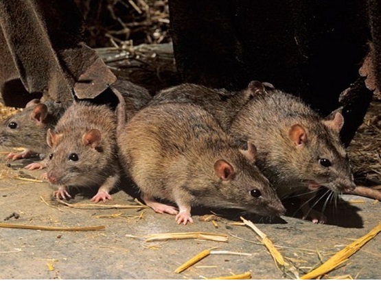 Cách đuổi chuột trong nhà hiệu quả