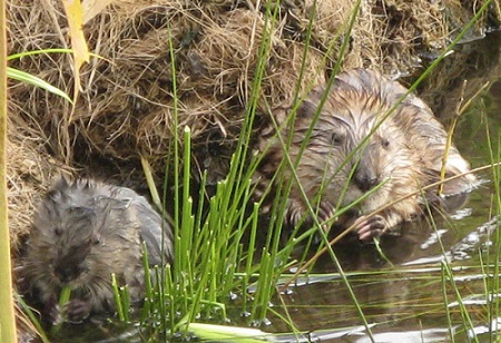 Chuột xạ hương là loại gì