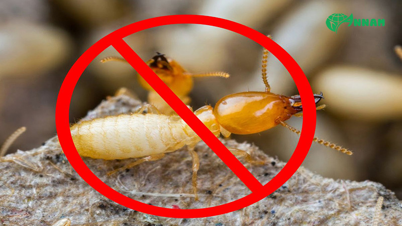 Bán thuốc diệt mối tại Hà Đông