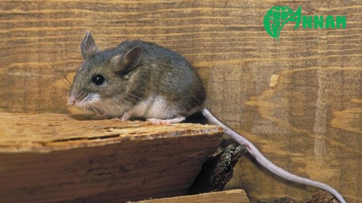 Đại lý thuốc diệt chuột