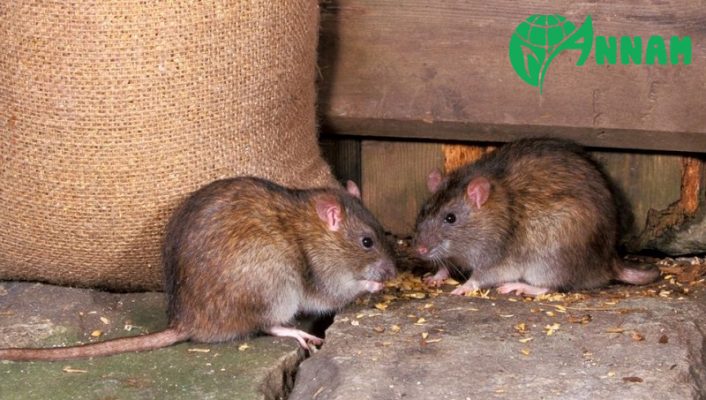 Thành phần chính của thuốc diệt chuột