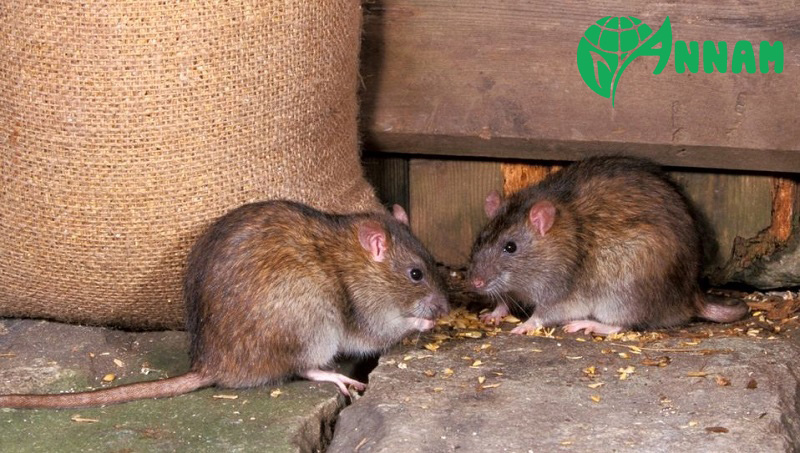 Thành phần chính của thuốc diệt chuột