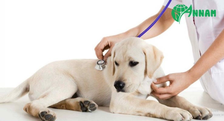 thuốc diệt chuột chó ăn có chết không