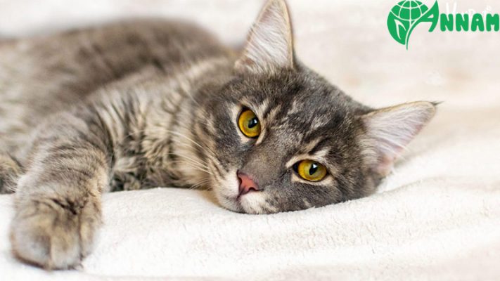 Thuốc diệt chuột mèo ăn có chết không