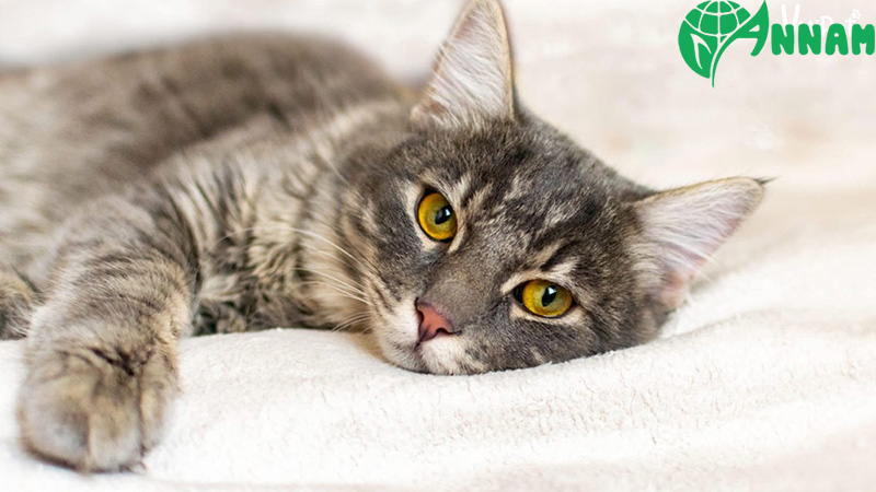 Thuốc diệt chuột mèo ăn có chết không