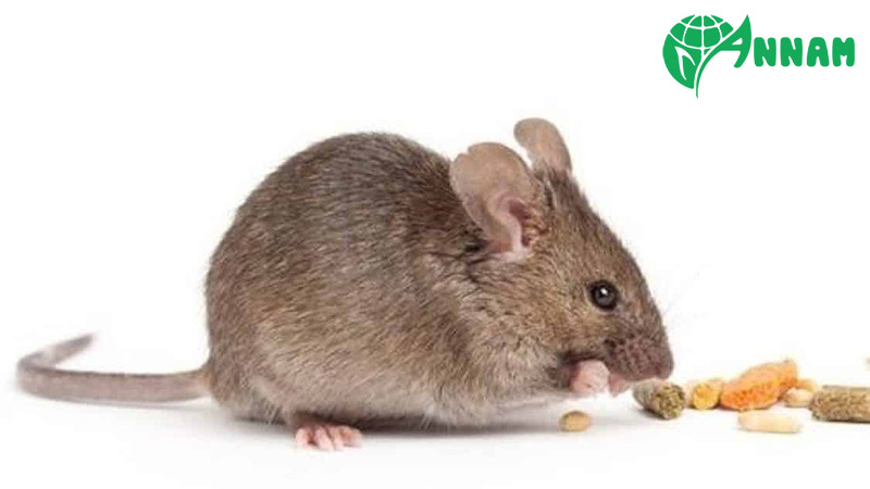 Thuốc diệt chuột Nhật Bản