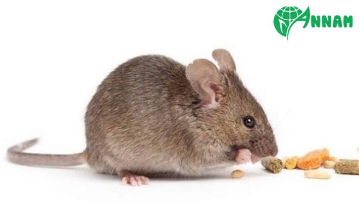 thuốc diệt chuột sinh học