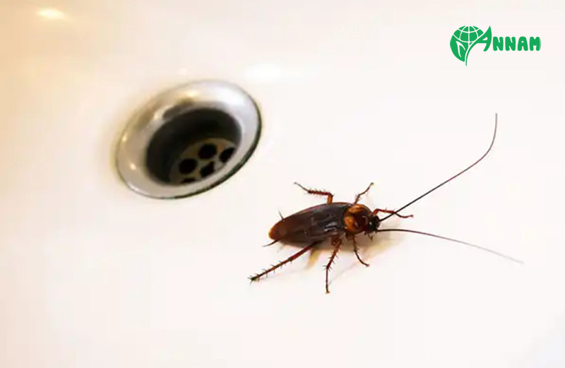 thuốc diệt gián không độc hại