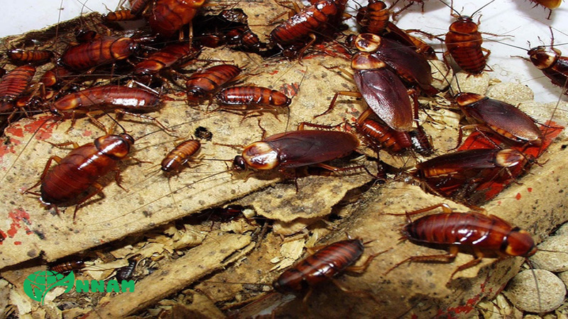Thuốc diệt gián Nhật Bản hộp 12 viên