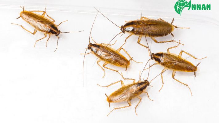 thuốc diệt gián trung quốc