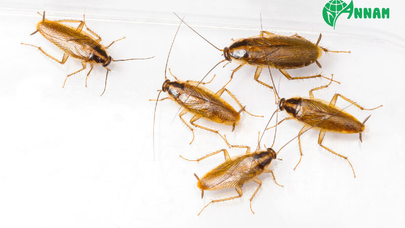 thuốc diệt gián trung quốc