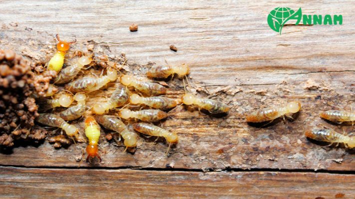 Thuốc diệt mối tốt nhất hiện nay